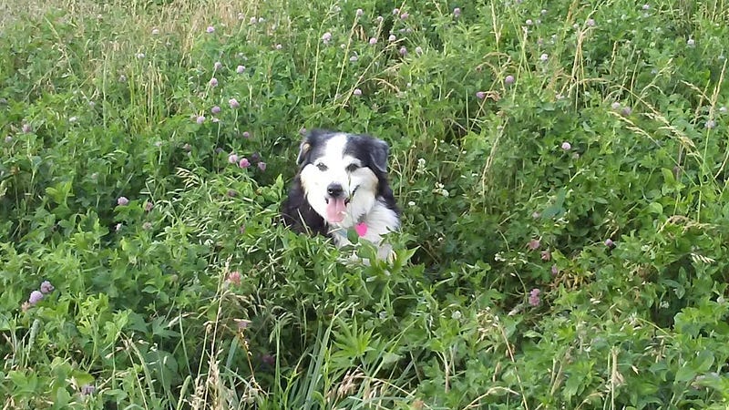 Peanut In Clover - May you join the other spirits in the sky to run and hunt forever.