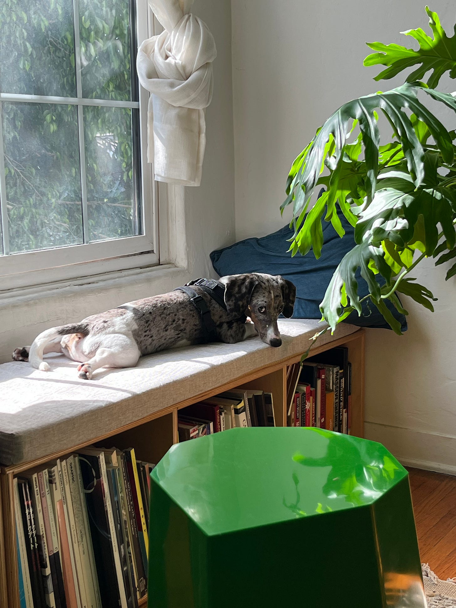 Dapple miniature dachshund splayed out on a bench/bookshelf.