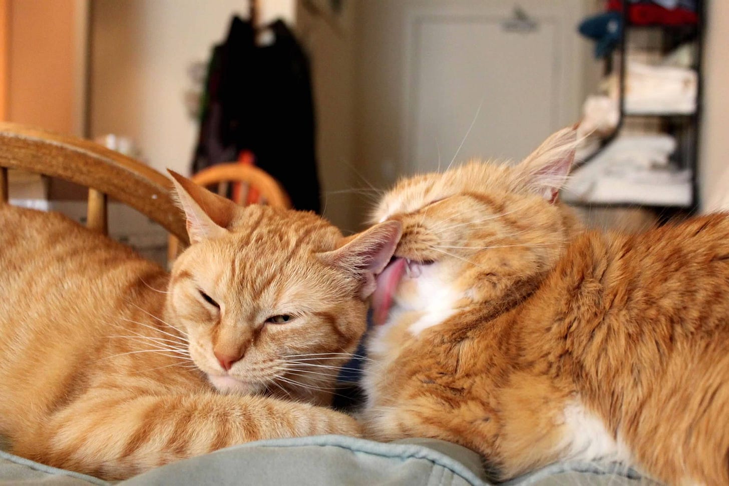 Stella sits next to Cuppy and grooms his ear