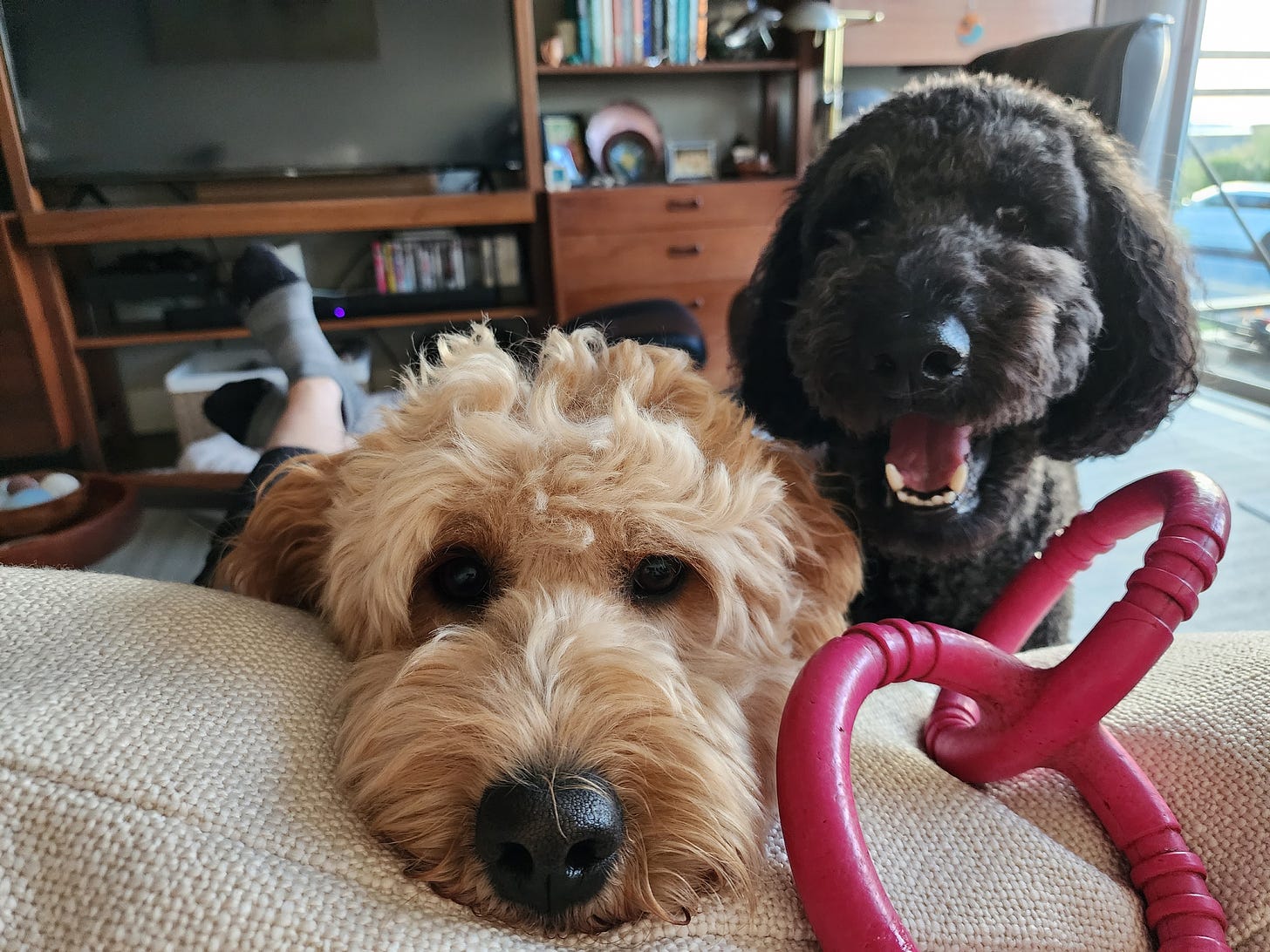 Our two goldendooles, rescued through International Doodle Owners Group, have high expectations for entertainment.
