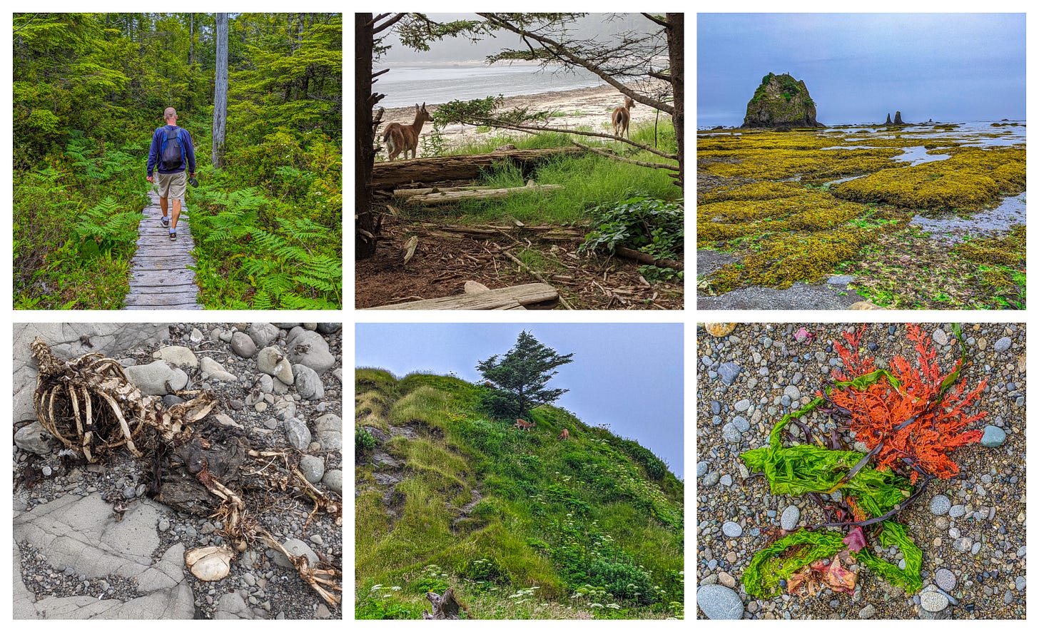 Scenes from the Ozette Loop.