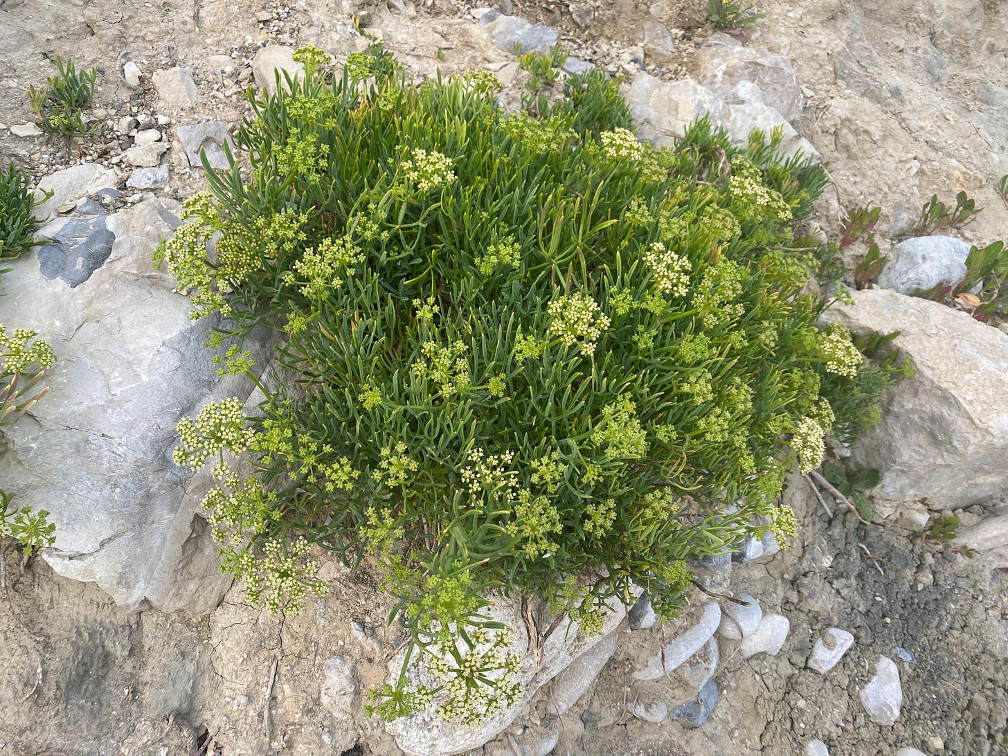 rock samphire on the Jurassic Coast