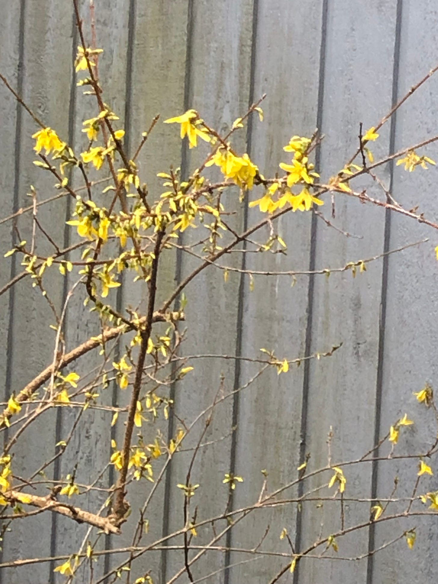 Blooming forsythia against a grey wall