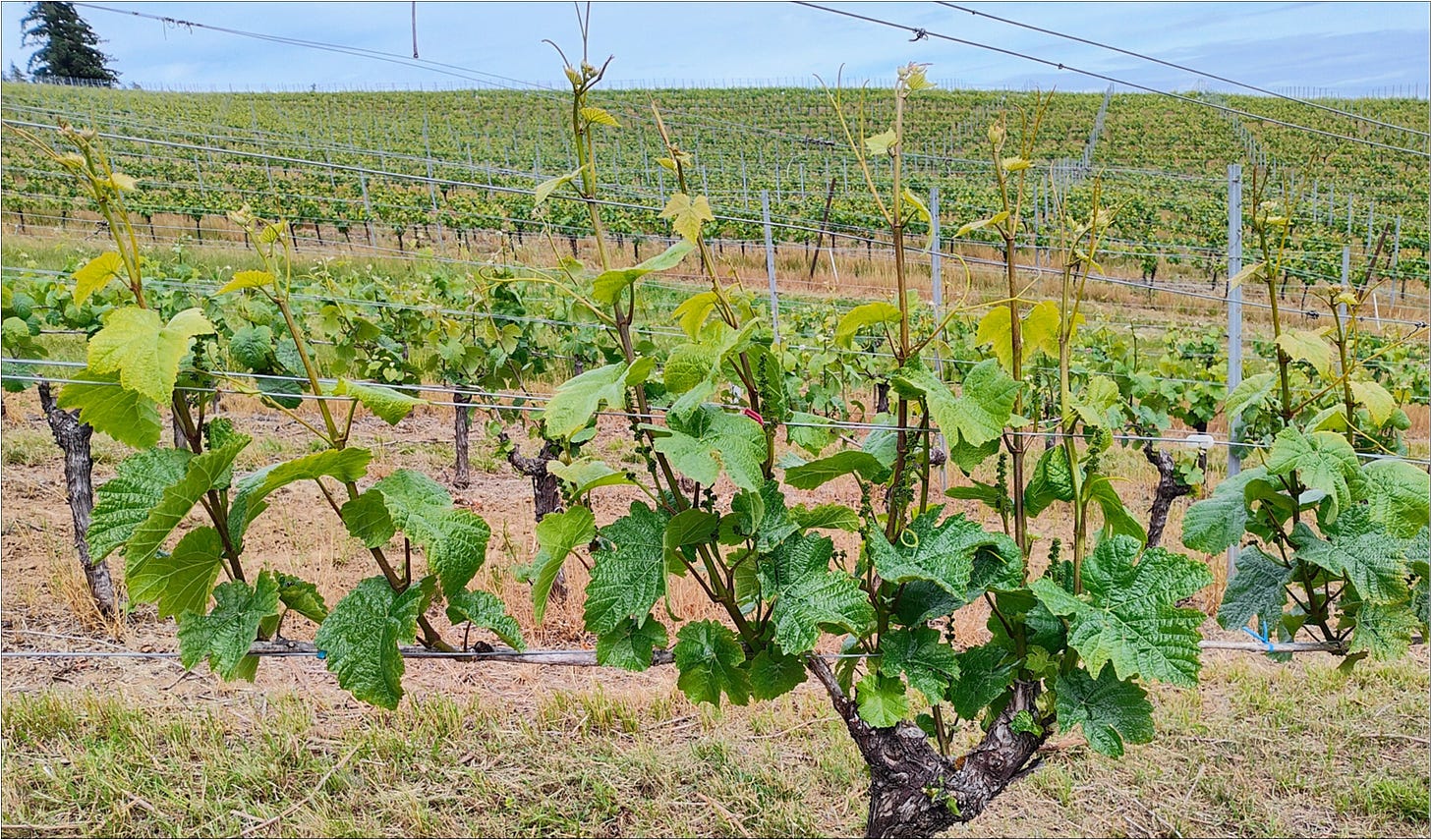 Amalie Robert Pinot Noir spring growth, Willamette Valley, Vintage 2024.