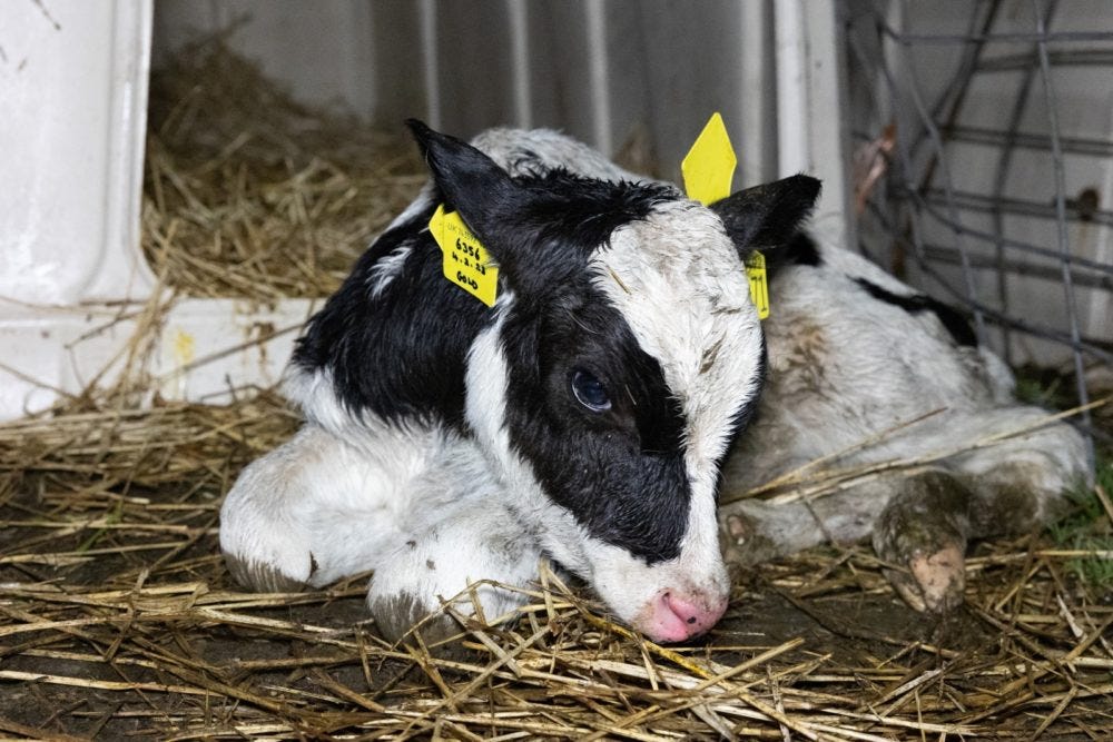 Horrific scenes of animal abuse recorded at Red Tractor approved Welsh dairy farm