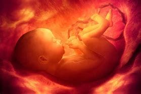 Image result for human fetus birth