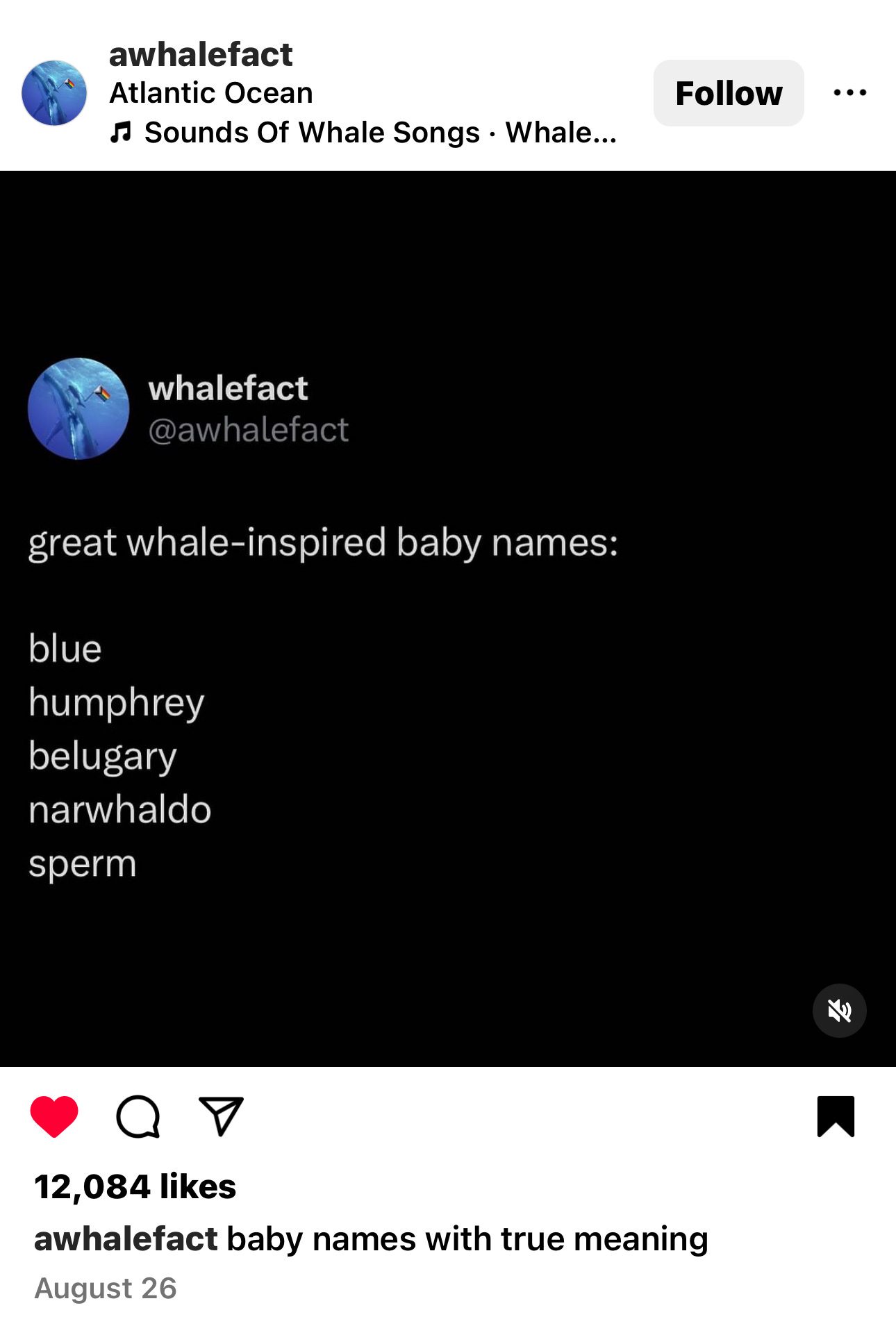 awhalefact on Instagram: great whale-inspired baby names: blue, humphrey, belugary, narwhaldo, sperm