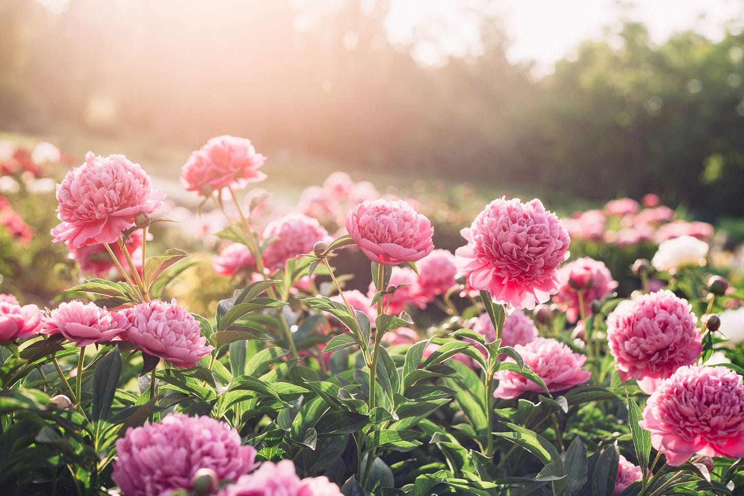 26 Best Perennial Flowers for Your Garden