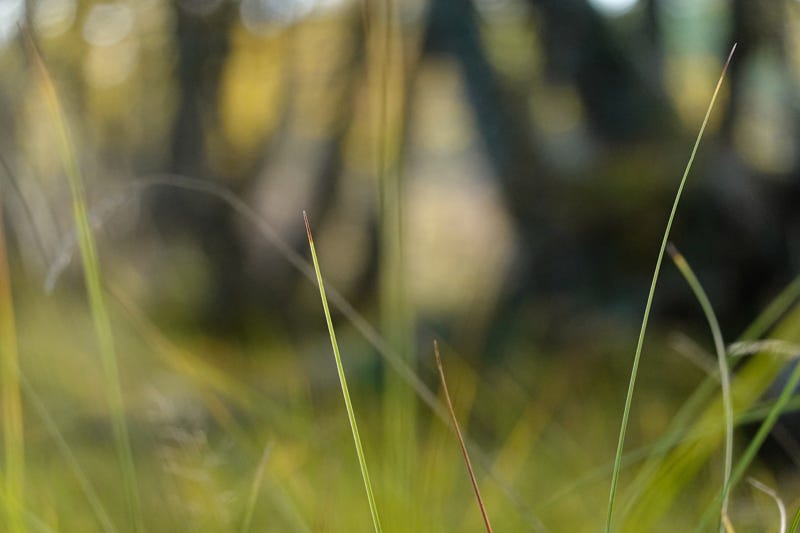 Sharp blades of grass open onto a soft focus low level view of birch trees and moss