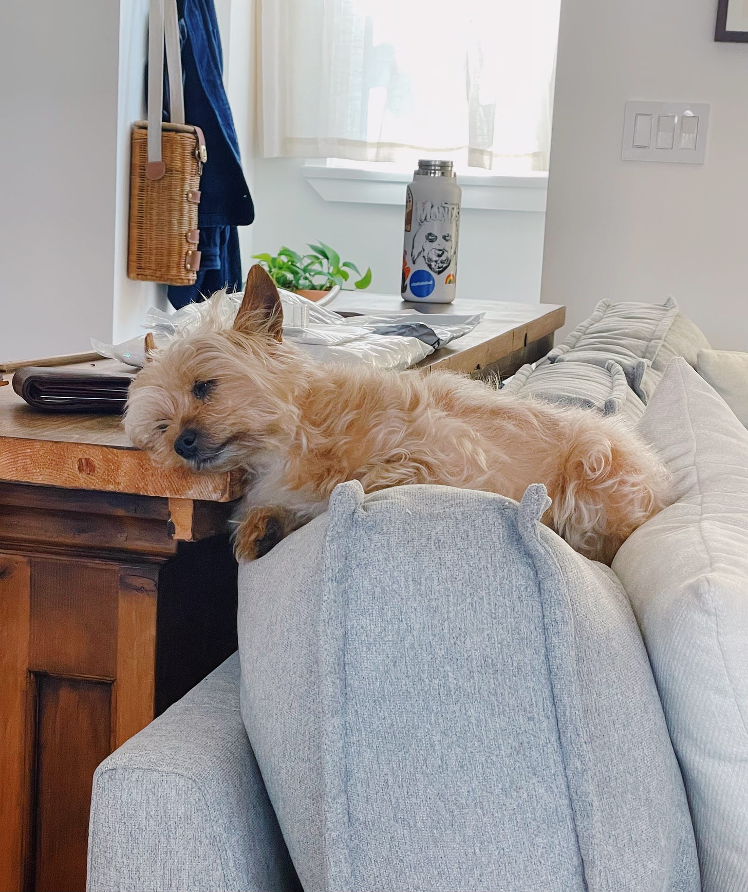 A dog resting with its head on a side table and its body lying on the arm of a couch.
