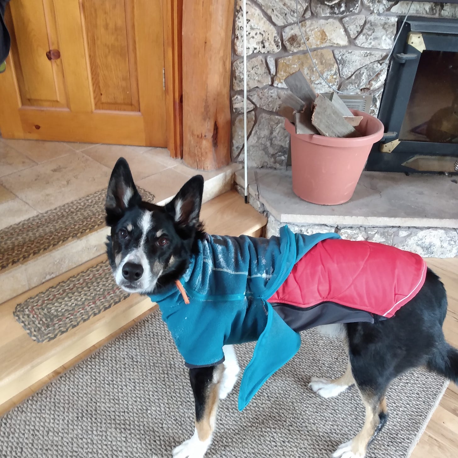 Dog wearing 2 jackets