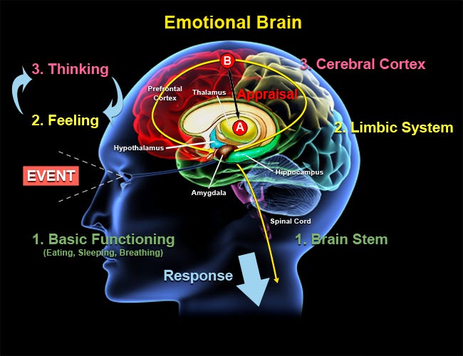 Understand Your Emotional Brain | Karen Gosling Counselling