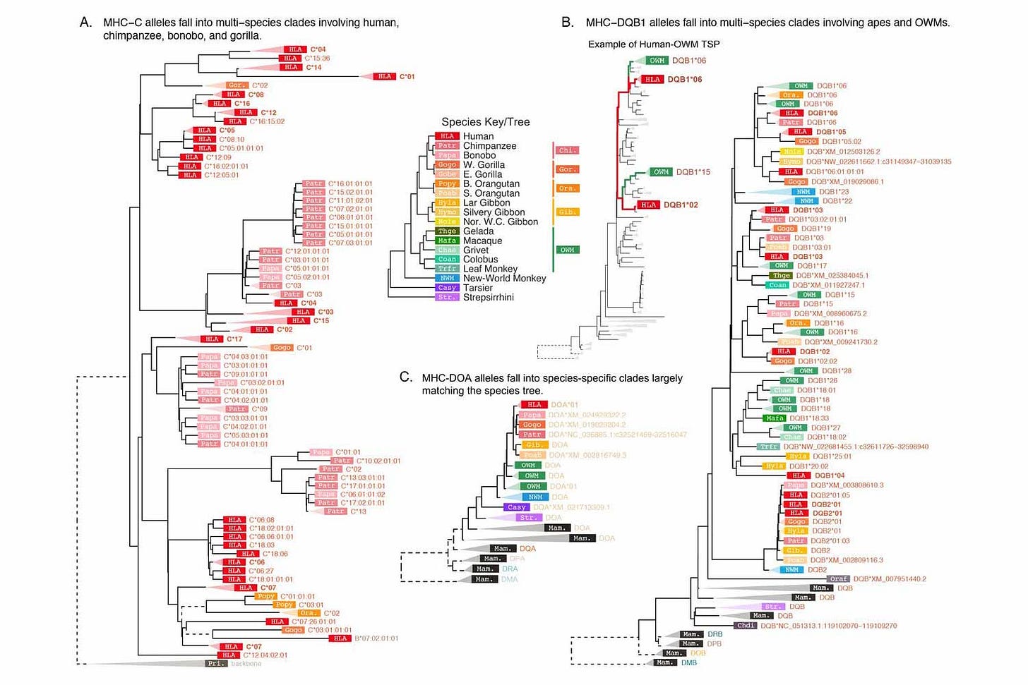 Four gene trees showing how human alleles for three MHC genes are connected with varied other species, reflecting trans-species polymorphisms Four gene trees showing how human alleles for three MHC genes are connected with varied other species, reflecting trans-species polymorphisms