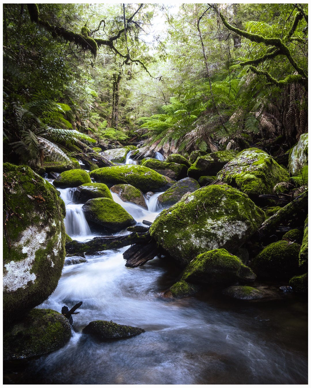 A mountain stream cascading through moss covered boulders, surrounded by vegetation of every shade