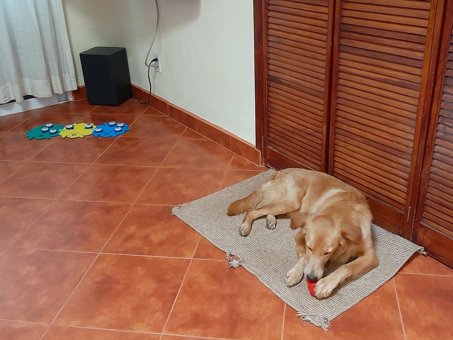 A golden-tan dog lies in front of louvered wooden closet doors on a checkered cream-and-brown rug. He is biting at a red rubber kong that he is holding with one paw; his ears are slightly back, and his gaze is towards the kong. The rug is chewed at various places along the edges. About a meter away across the terra cotta colored tile floor is a pet soundboard of three colored hex-shaped foam tiles: teal, yellow, and sky blue. There are nine buttons with white tops and dark bases attached to the tiles. Behind the soundboard in the corner of the room is a black subwoofer, plugged into a nearby wall outlet.