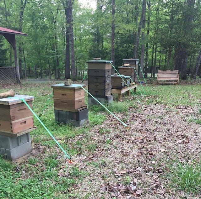 a line of bee hives held down by green ratchet straps