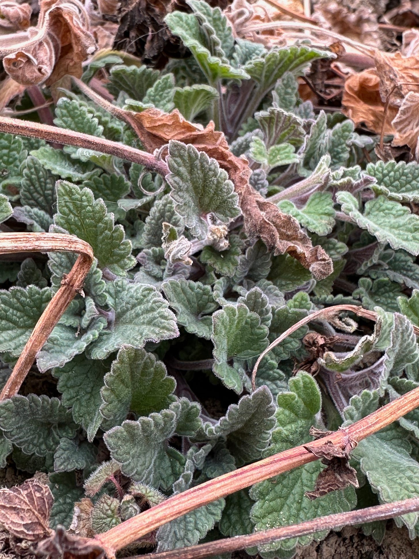 Catnip emerging in March