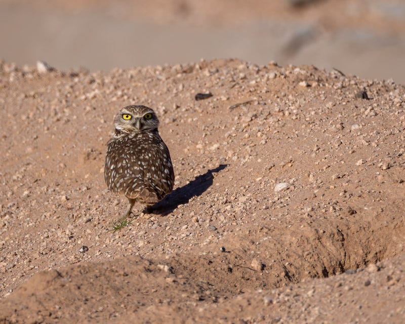 20240218-Yuma-899-Edit.jpg
