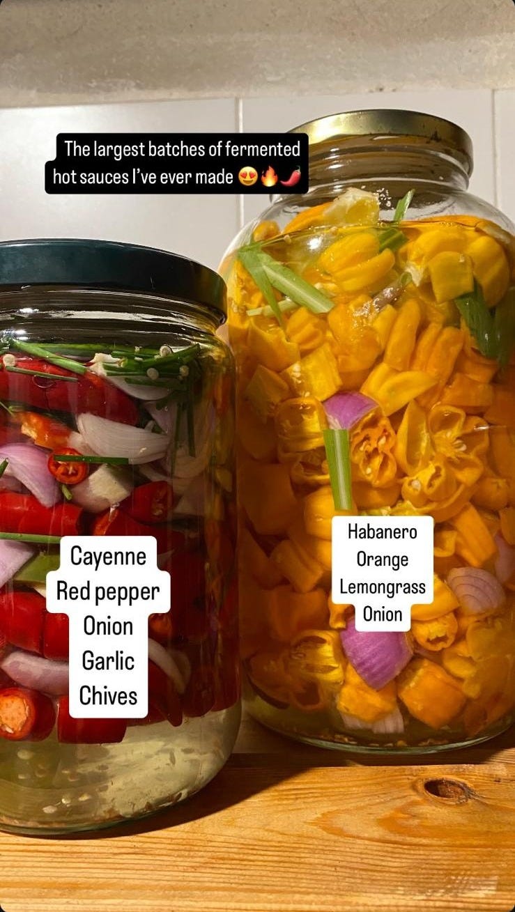 Two batches of hot sauce before blending them - one with cayenne, red pepper, onion, garlic, and chives, and the other with habanero pepper, orange, lemongrass, and onion