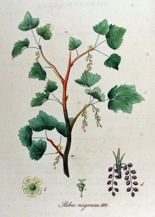 Blackcurrant (Ribes nigrum)