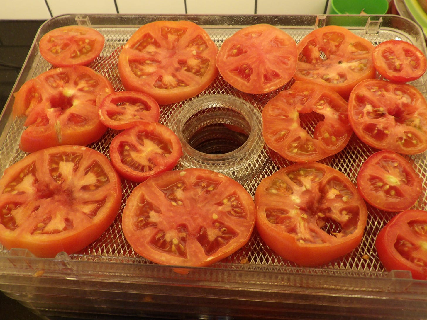 Tomato Slices in Dehydrator