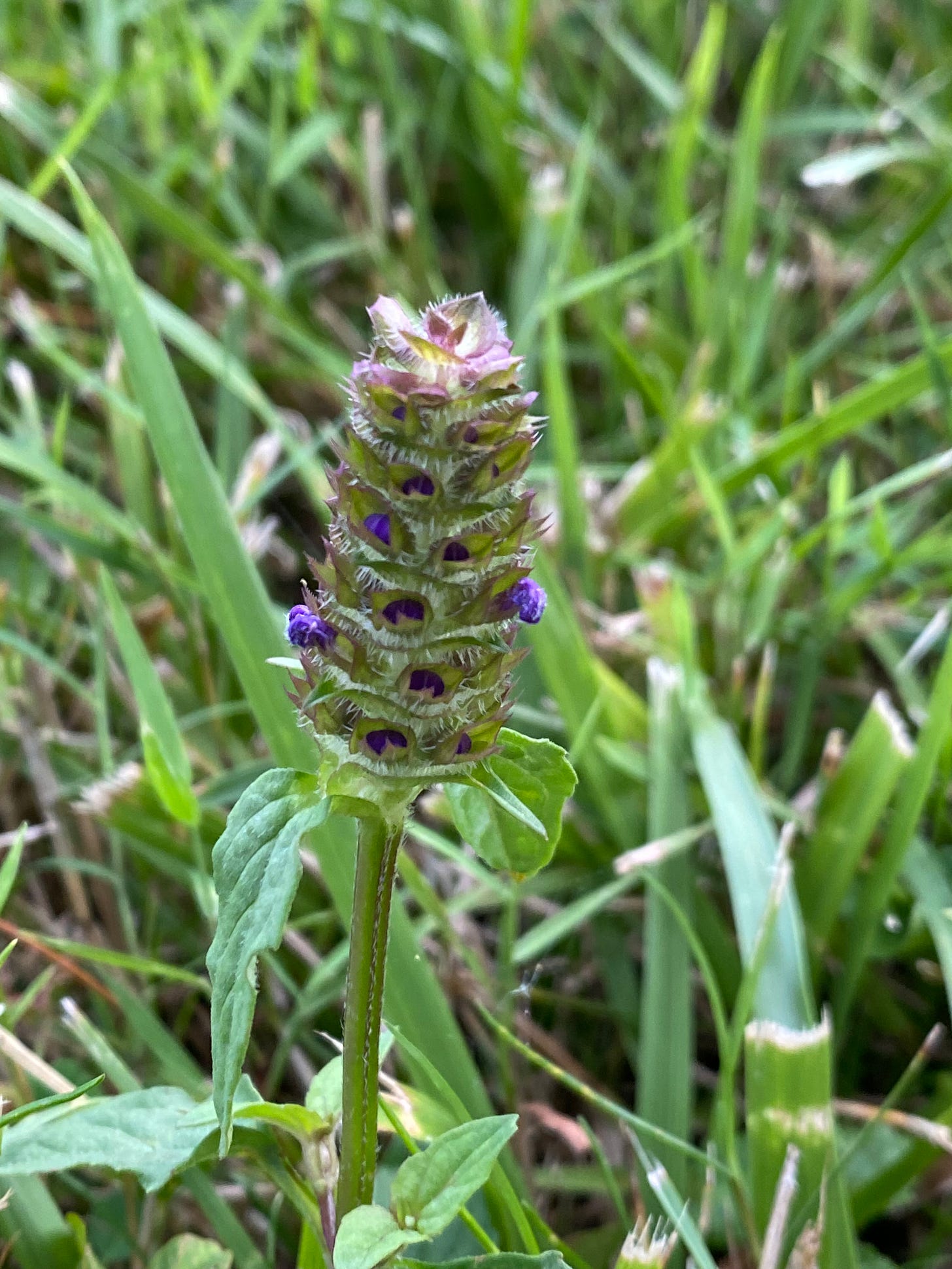 Prunella vulgaris