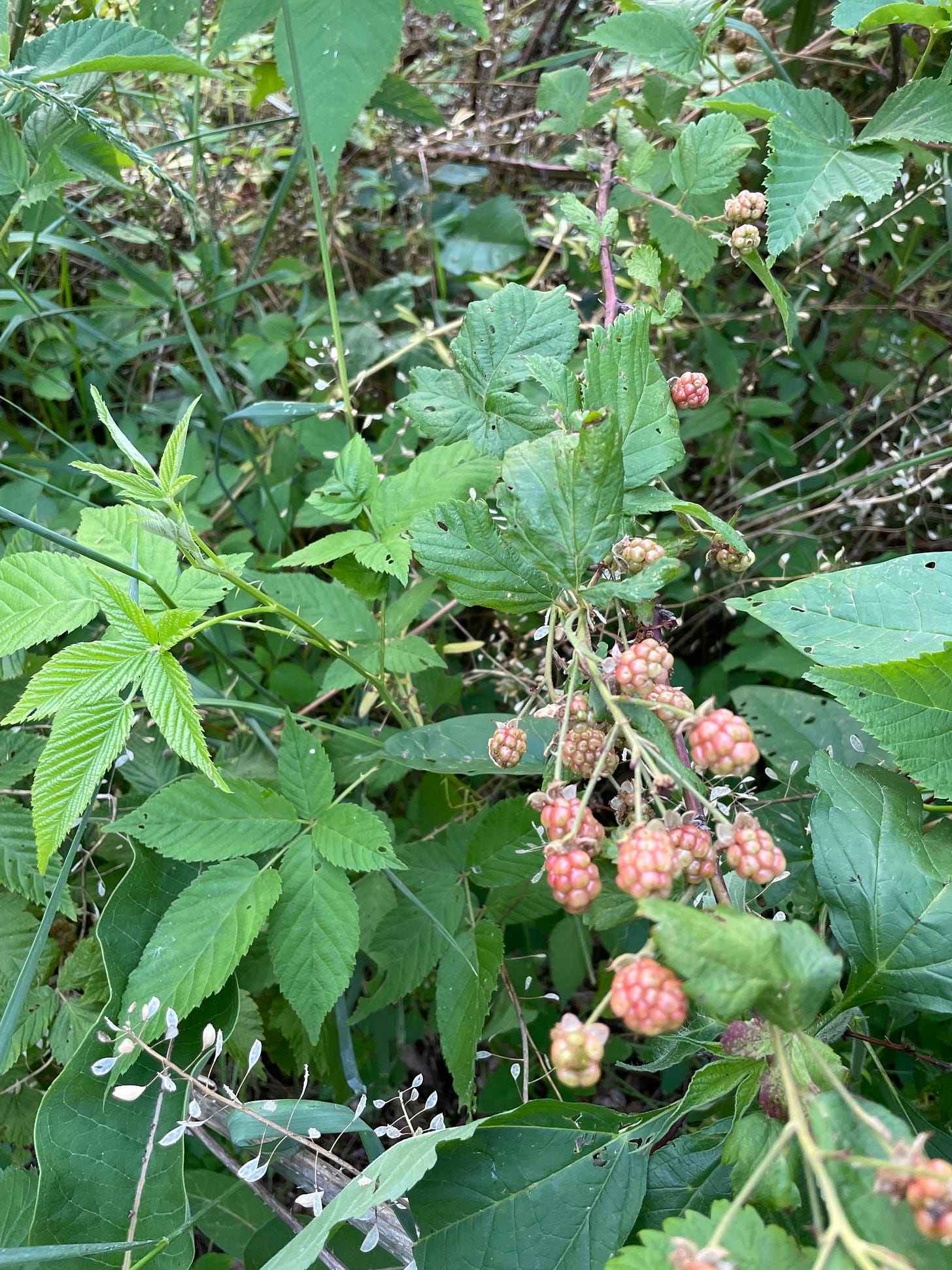 blackberries waiting to ripen