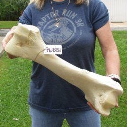 20" Giraffe Humerus Leg Bone - $65