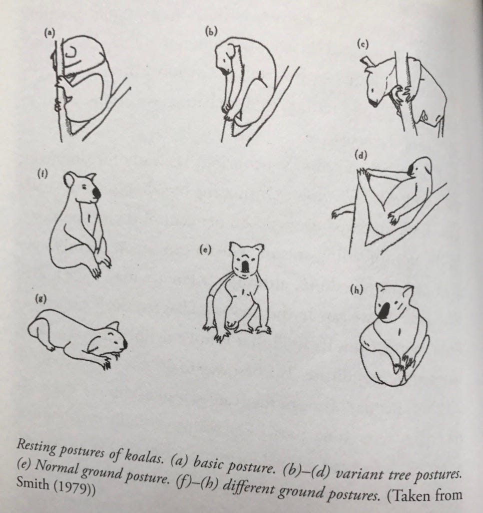 A diagram from a zoology textbook, showing the various ways in which koalas rest. Yes, I suppose I am an eclectic reader, how kind of you to say so. 