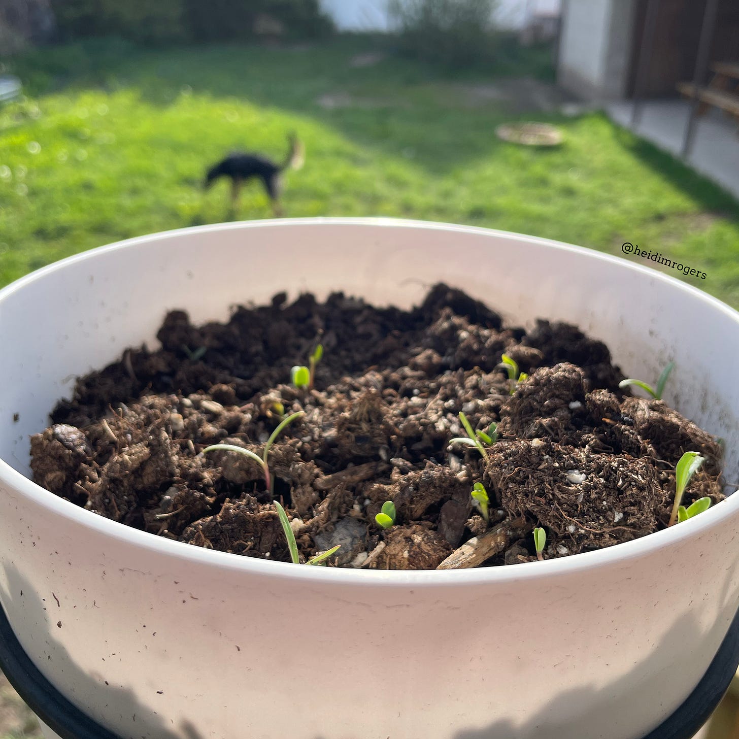 Close-up photo of a pot filled with soil and sprouts, with grass and a dog blurred in the background.