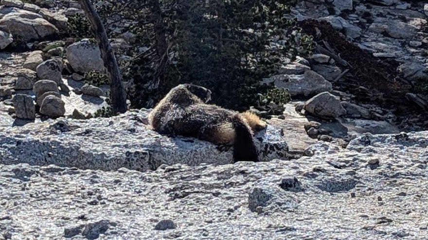 The marmot lying flat on a warm, sunny rock, back to the camera, head turned to keep an eye on the photographer