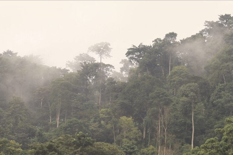 Forest, Cross River state, Nigeria. Image by Orji Sunday for Mongabay.