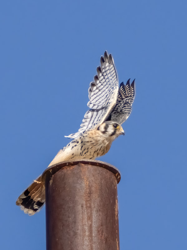 20241002-Marana-19-Edit.jpg