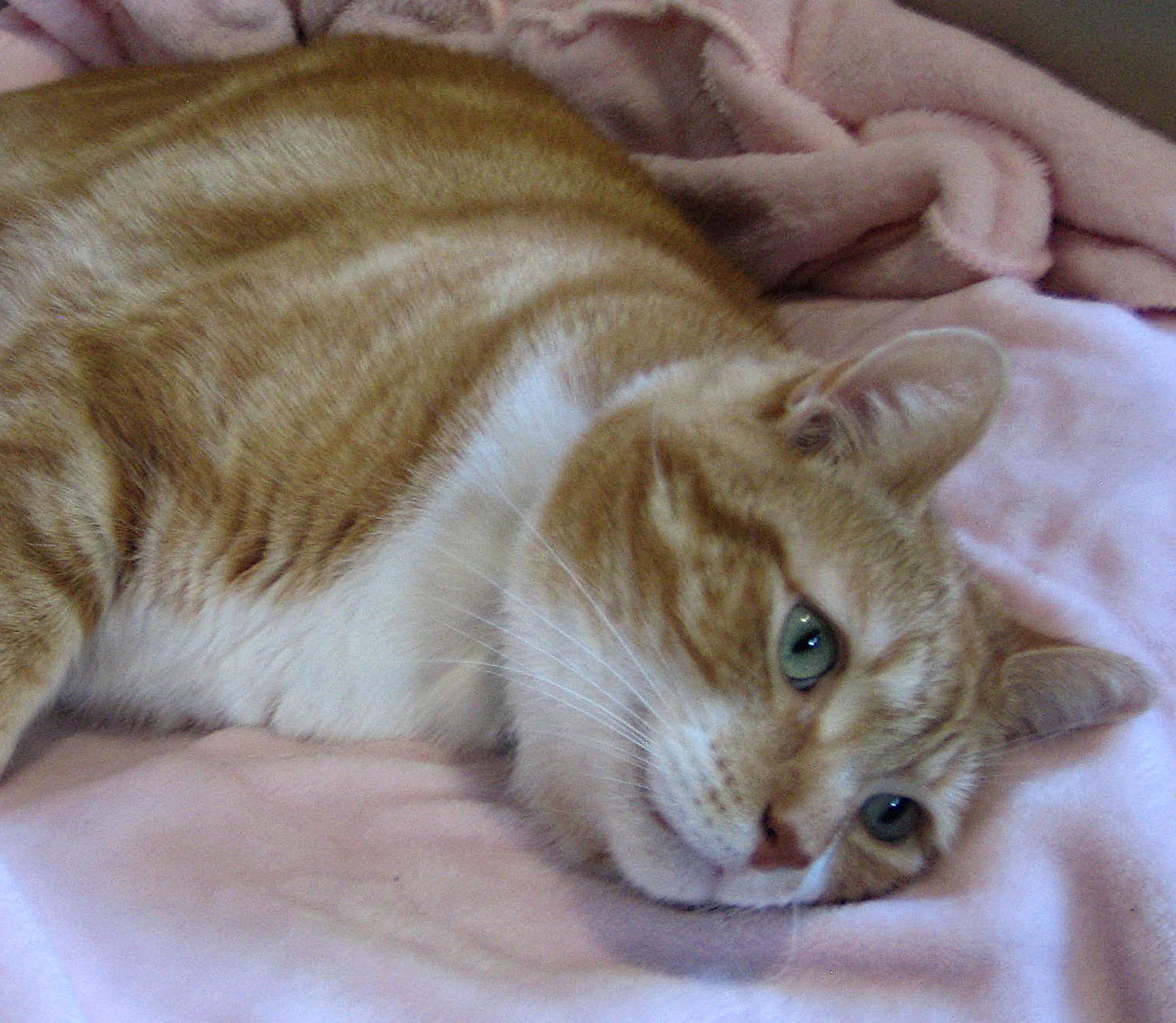 A fine orange cat with a white chest and chin and grape green eyes lying on a fluffy pink blanket