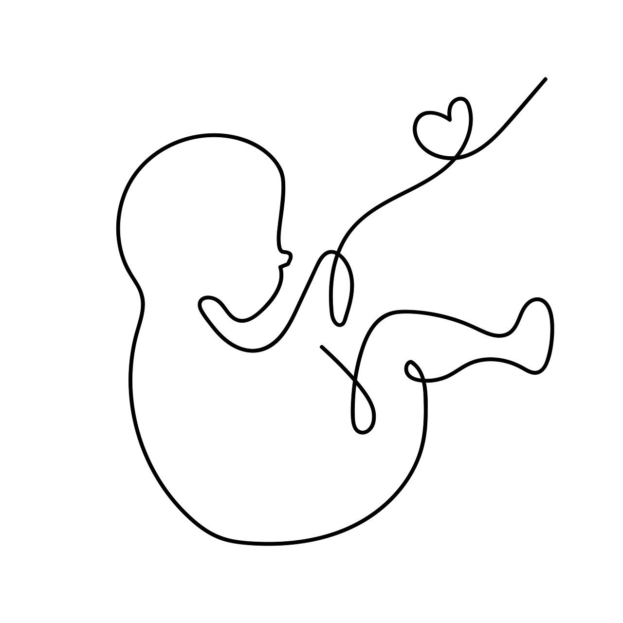 Fetus outline sketch with an umbilical cord and heart. Photo credit: Bianca Van Dijk (Pixabay) 