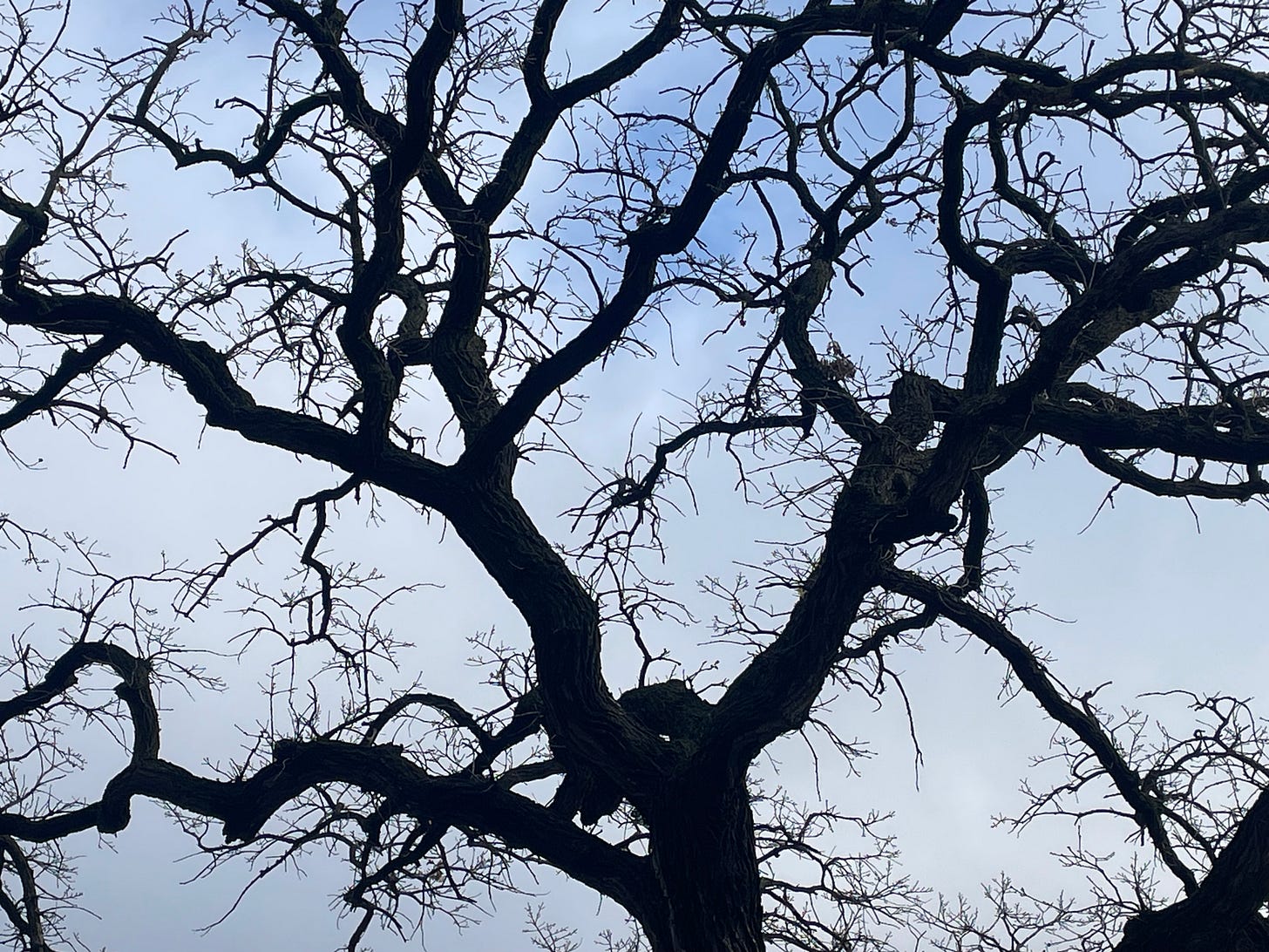 Silhouette of burr oak branches, bare against a clouded sky.