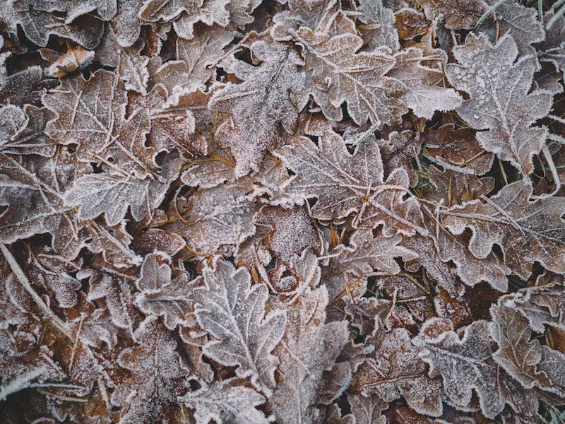 Brown leaves on the ground shot from overhead. They are covered in frost and you just know that they crunch when you step on them.
