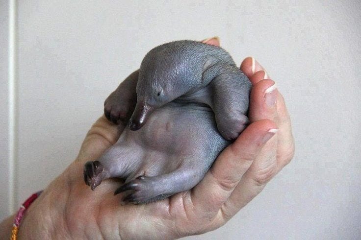 TIL a baby platypus is called a puggle : r/aww