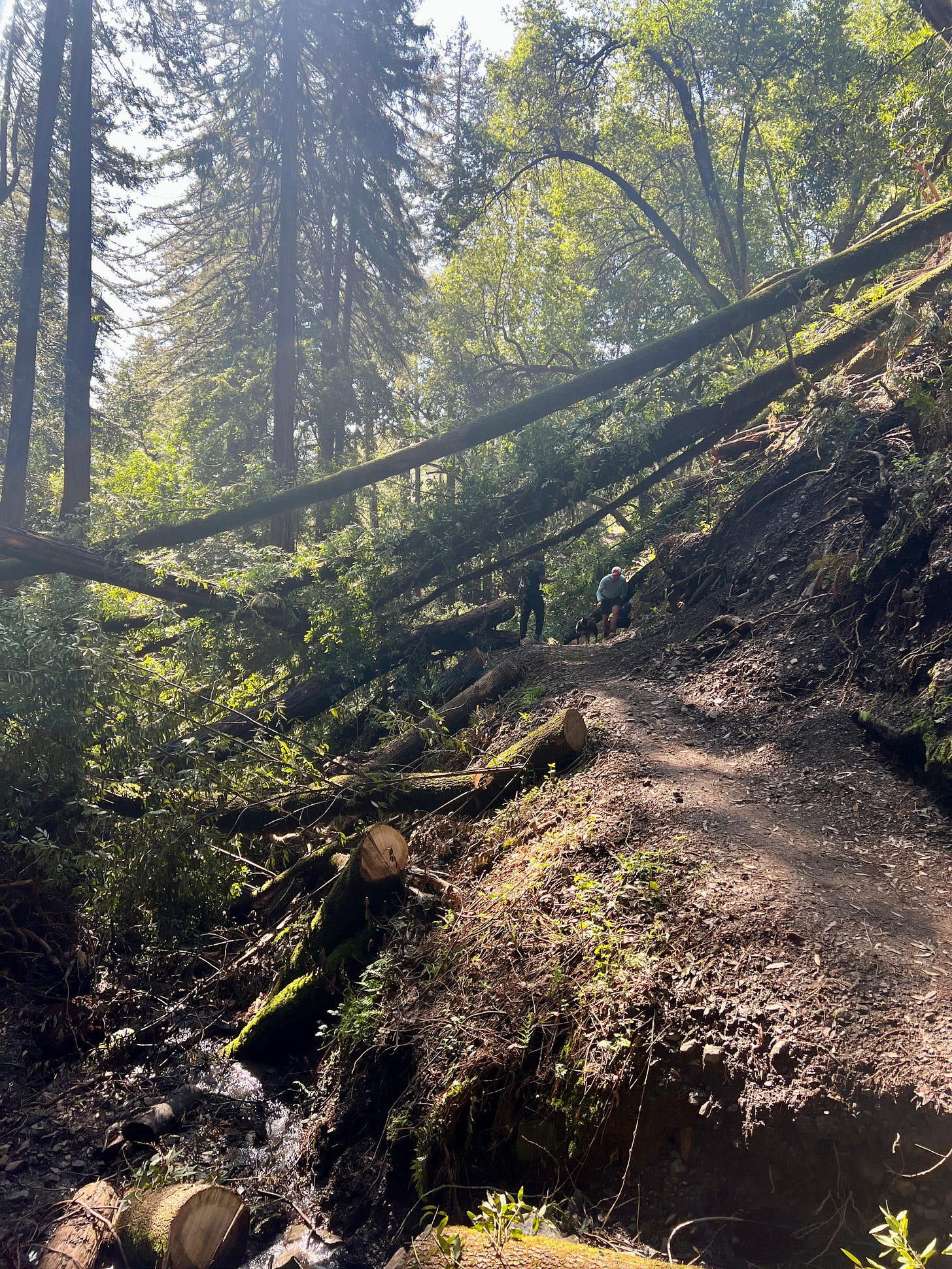 Collapsed redwood trees block a trail, and people try to pick their way past and under them.