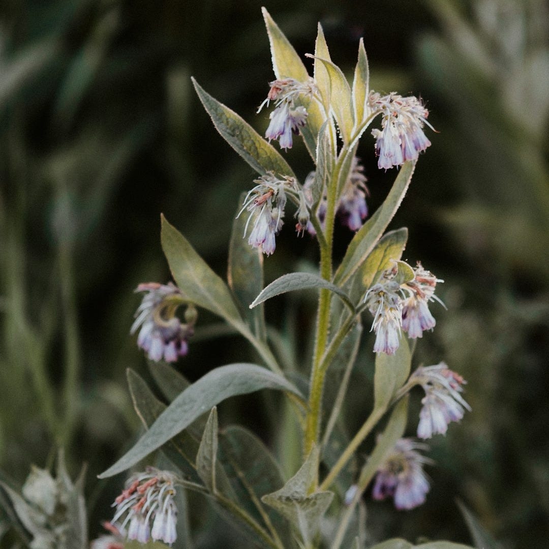 a close up of a plant with many flowers