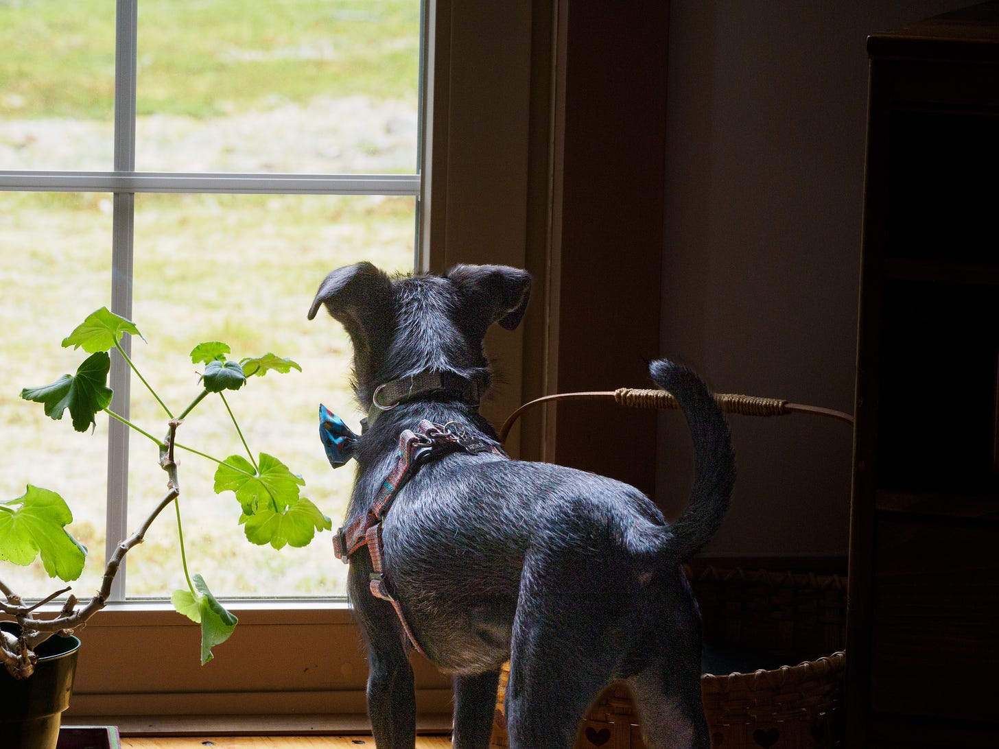 Nigel watches the window