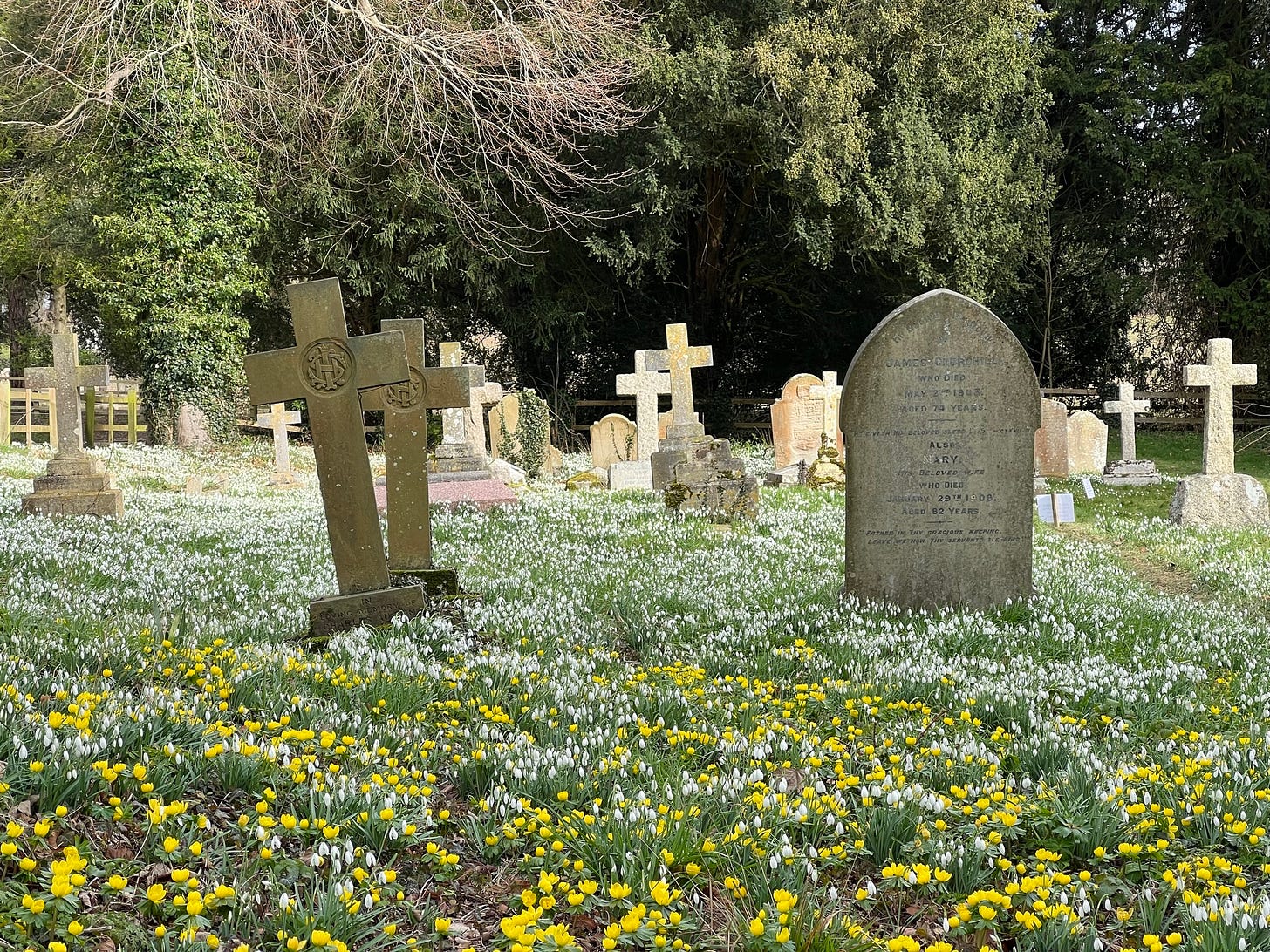 Photo by Author — Snowdrops (Galanthus nivalis) in a local graveyard (see issue -48: Suffering from the winter doldrums)