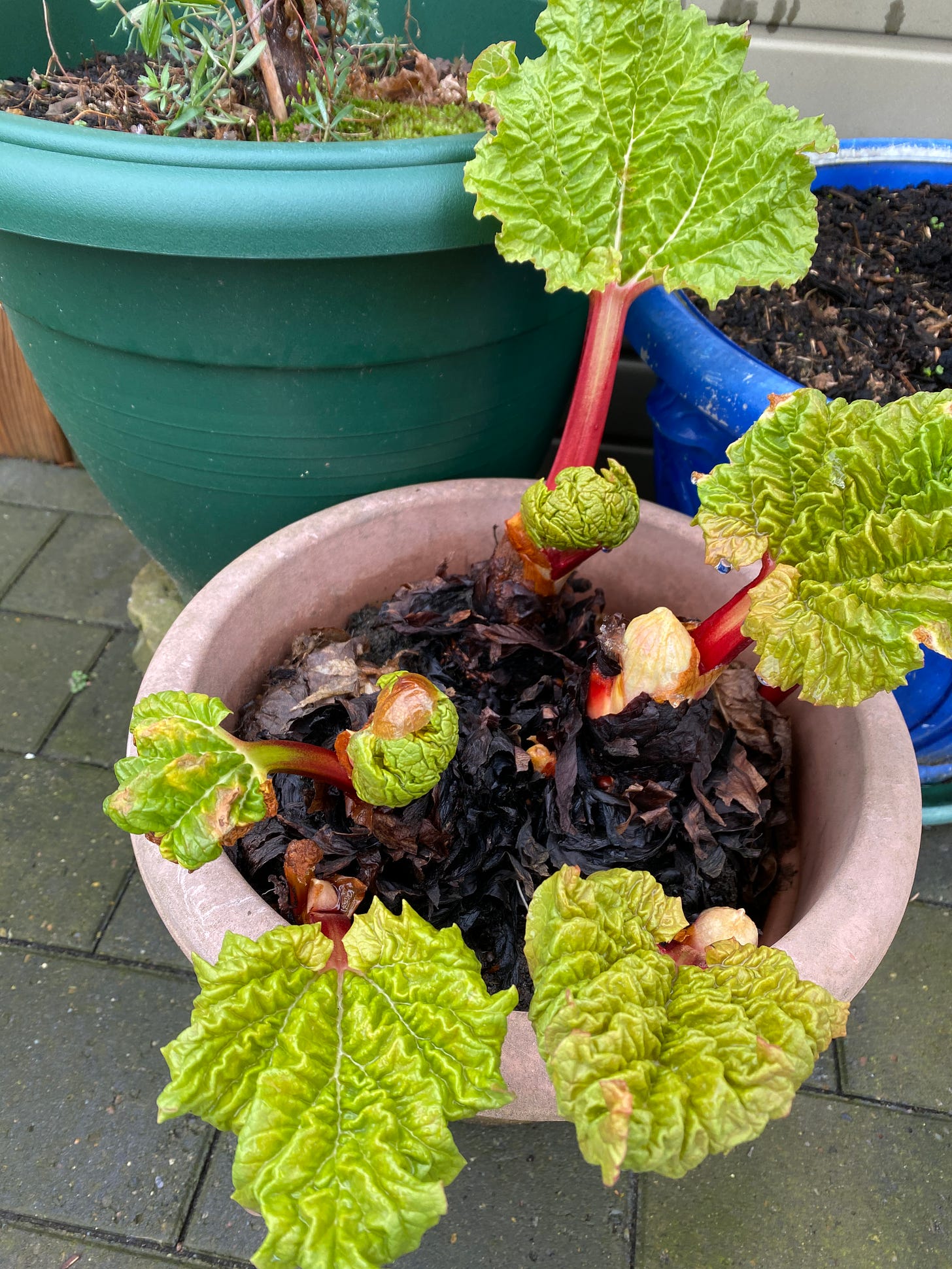 Rhubarb plant in a tub.