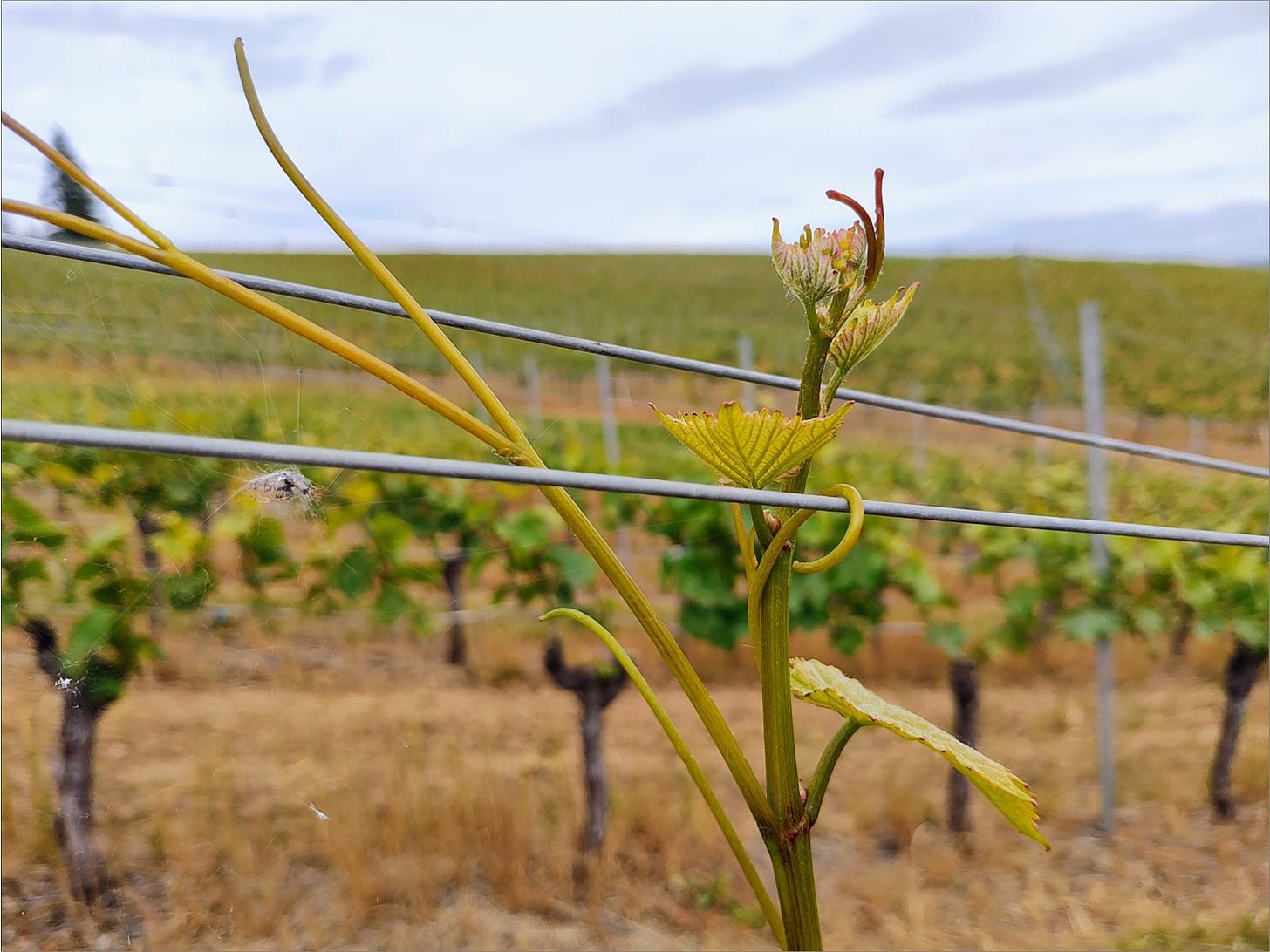 Pommard Clone Pinot Noir tendril on newly raised catch wire!