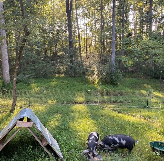 a-frame shelter next to two spotted pigs on grass