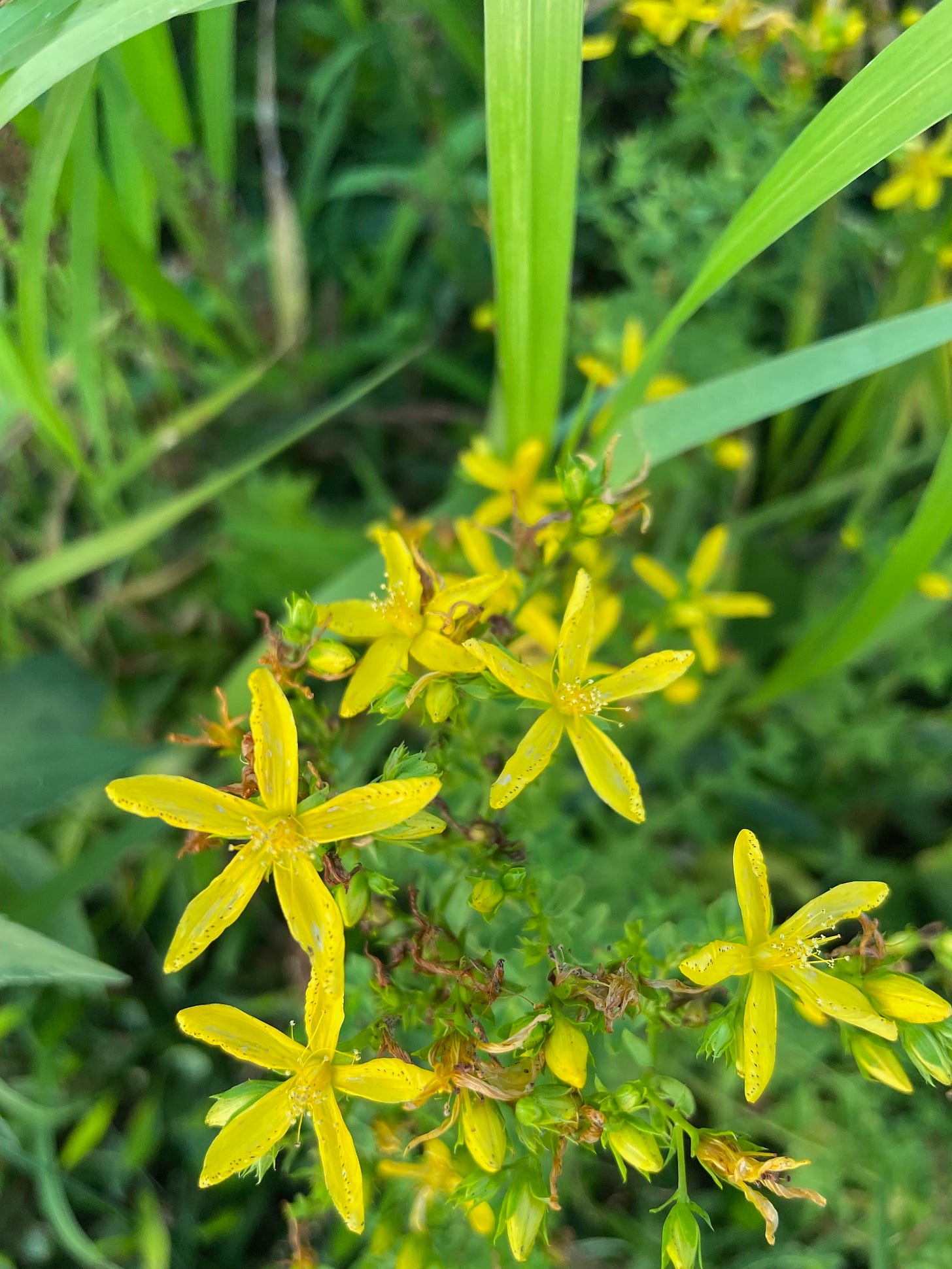 Flowers of St. John’s wort showing tiny  black dots along the margins 