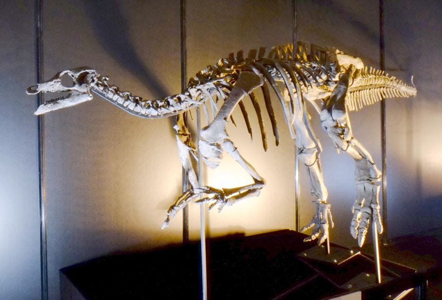 camptosaurus dispar skeleton