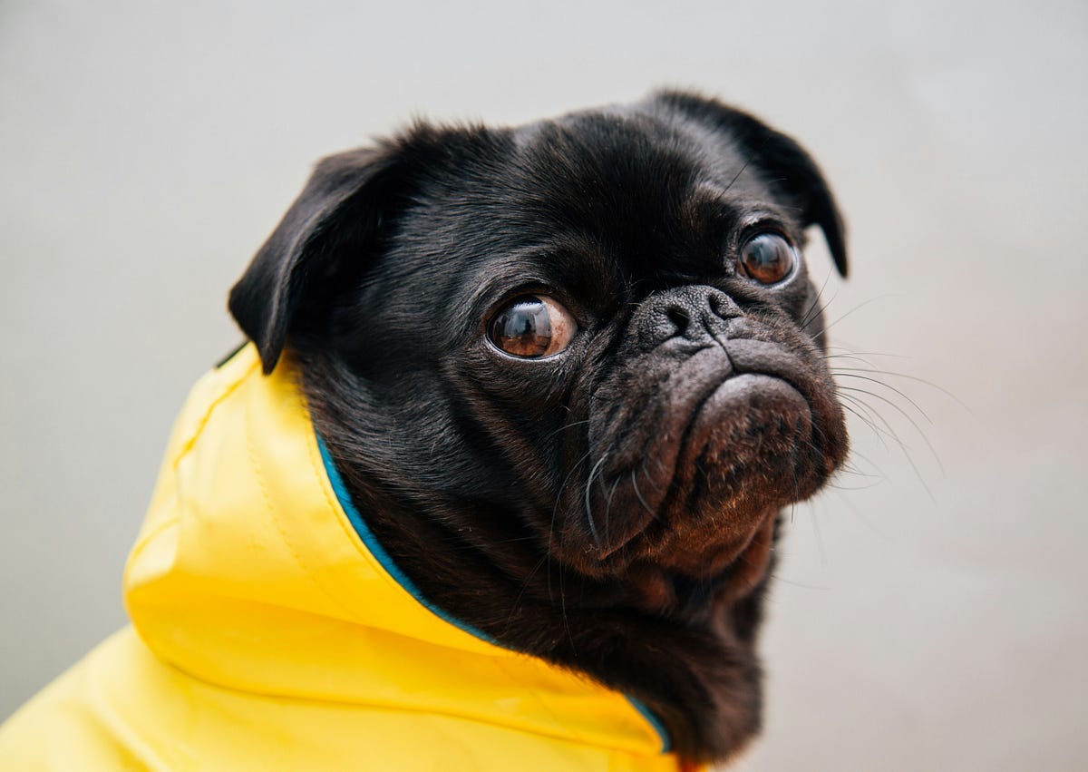 Sad dog Sad dog