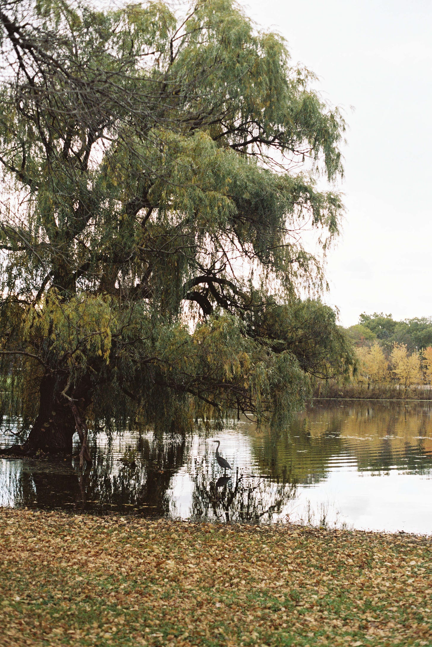 A heron stands in the shallows of a small lake beneath a white sky and a large green tree.