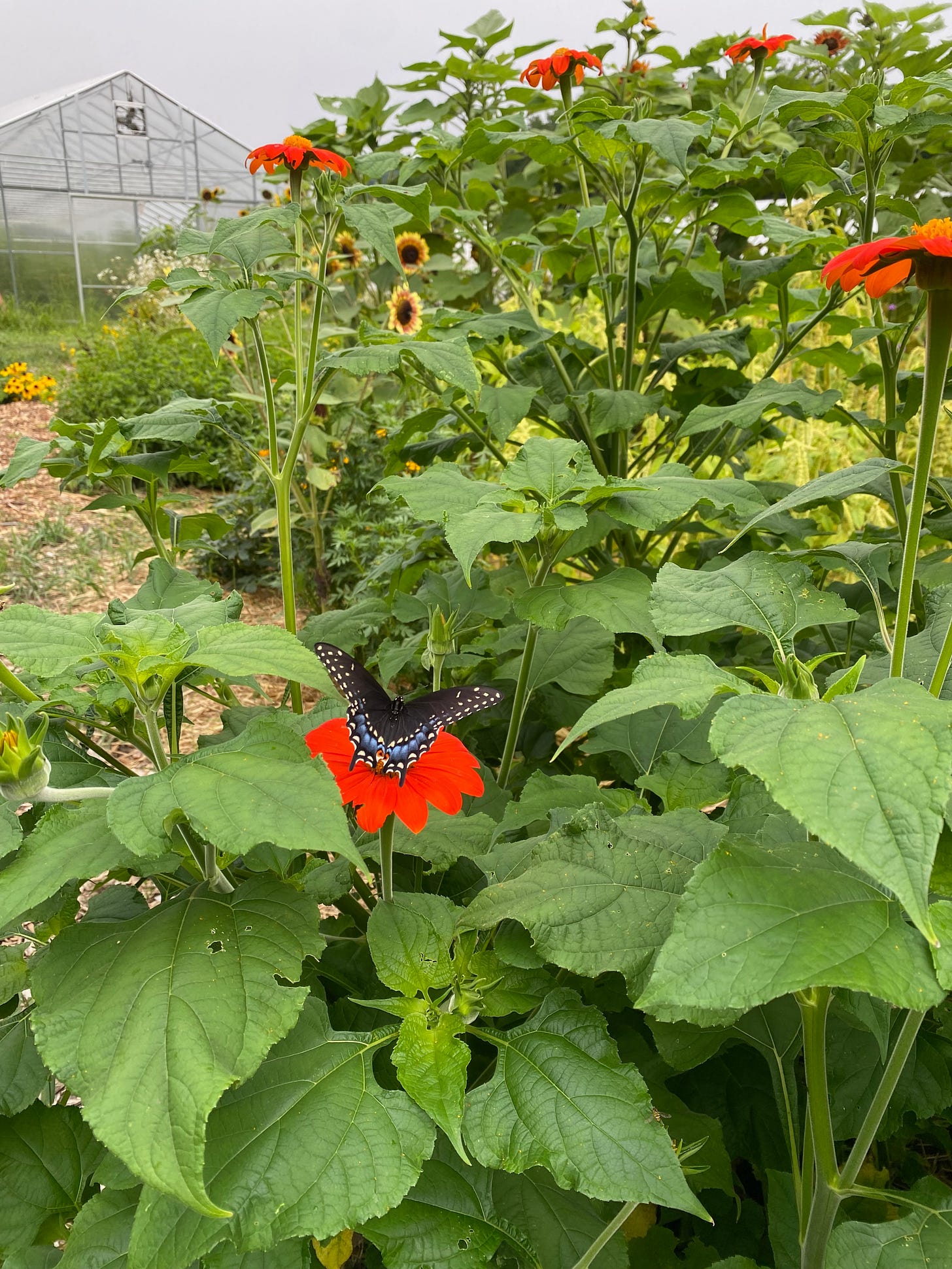 A blue, black, and white butterfly perched on a bright orange tithonia flower.